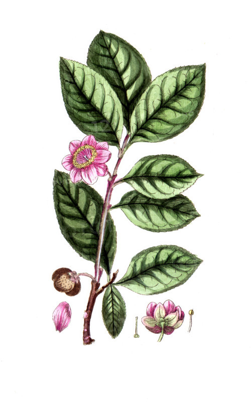 Thea viridis