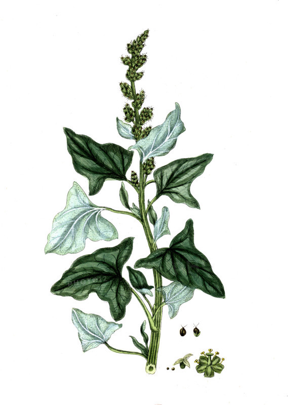 Chenopodum bonus henricus