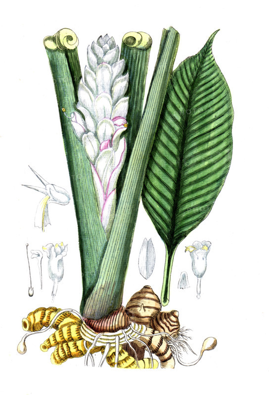 Curcuma longa