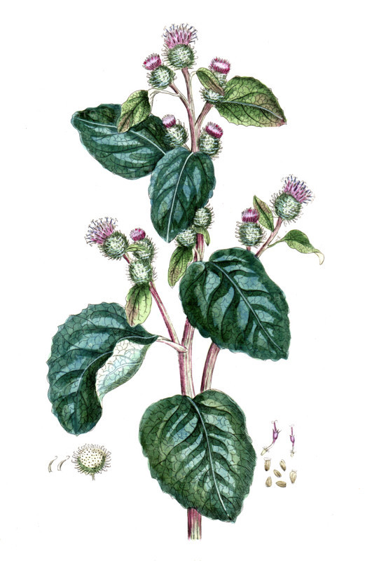 Arctium lappa