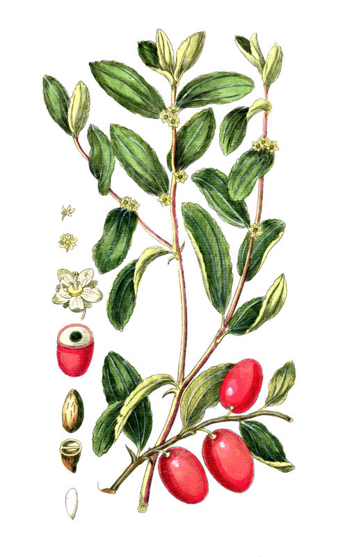 Valeriana officinalis