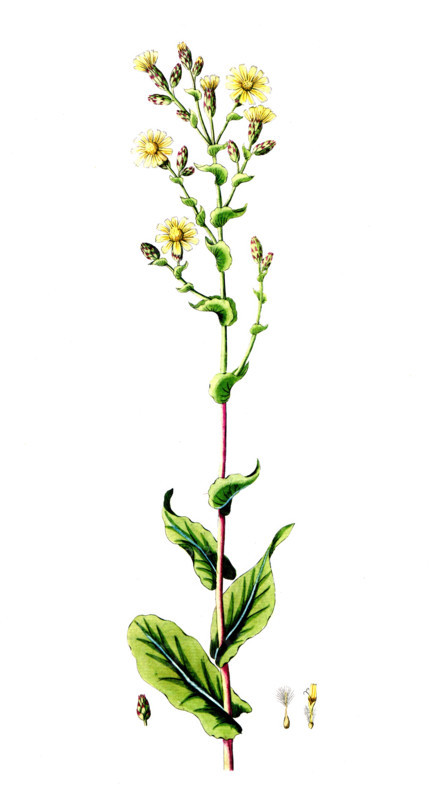 Lactuca sativa