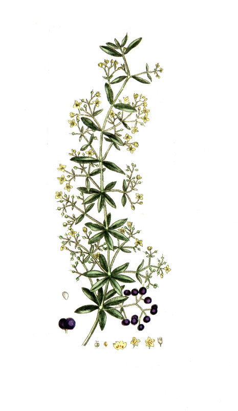 Rubia tinctorum