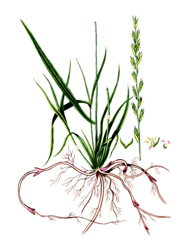 Rubia tinctorum