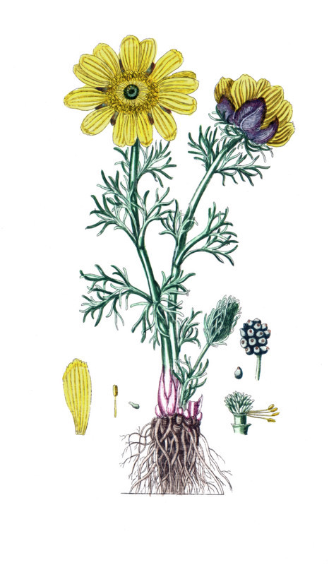 Adonis vernalis