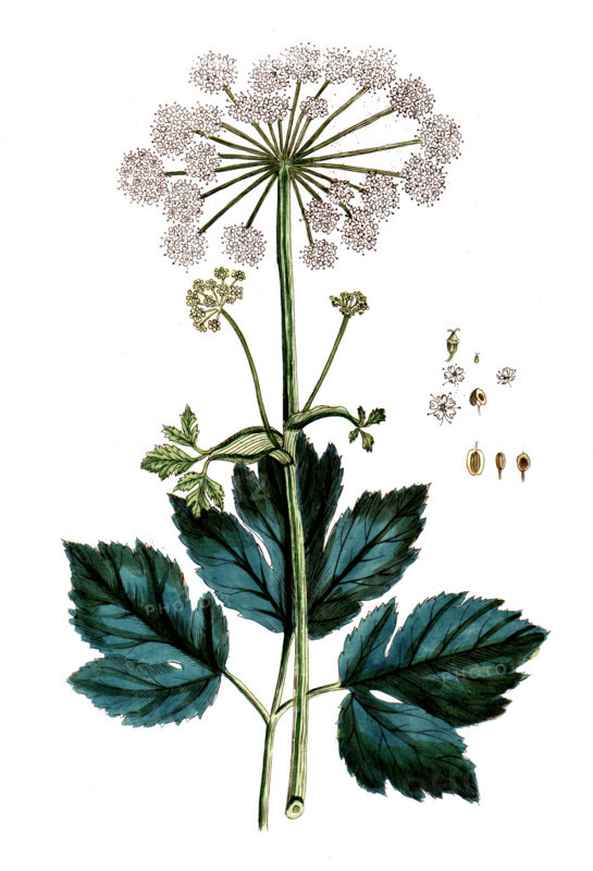 Imperatoria ostruthium