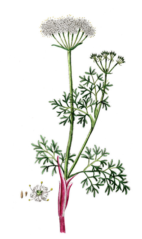 Athamanta cretensis