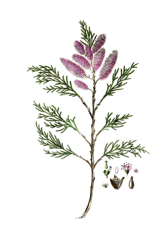 Tamarix gallica