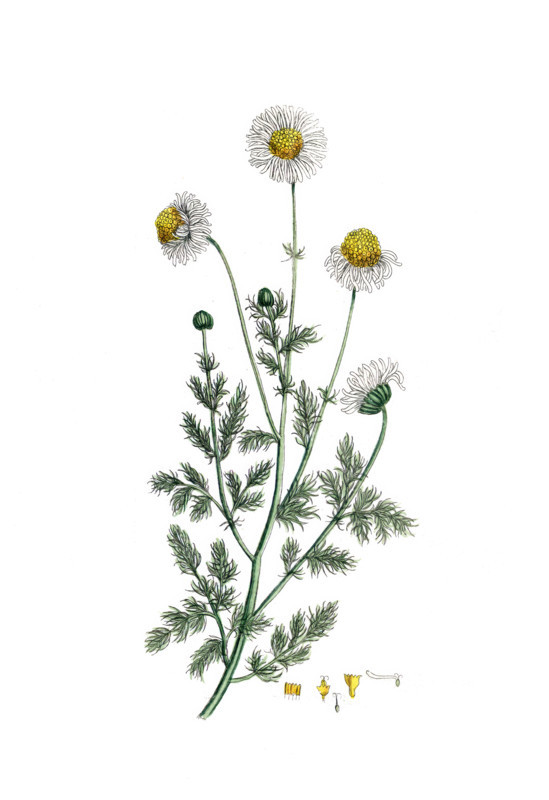 Anthemis nobilis