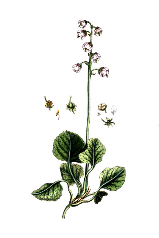 Pyrola rotundifolia