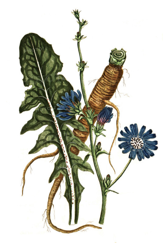 Cichorium intybus