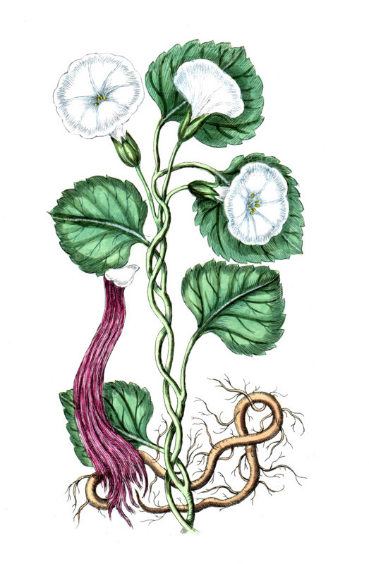 Convolvul turpetum