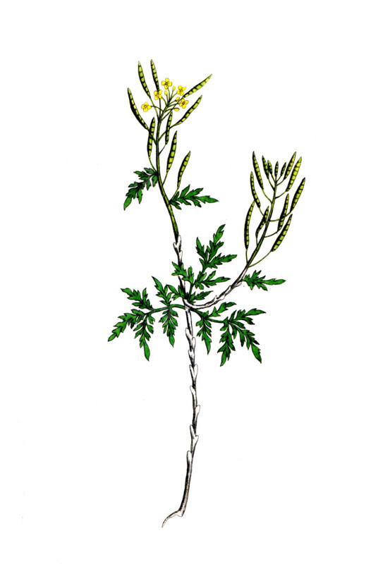 Sisymbrium sophia