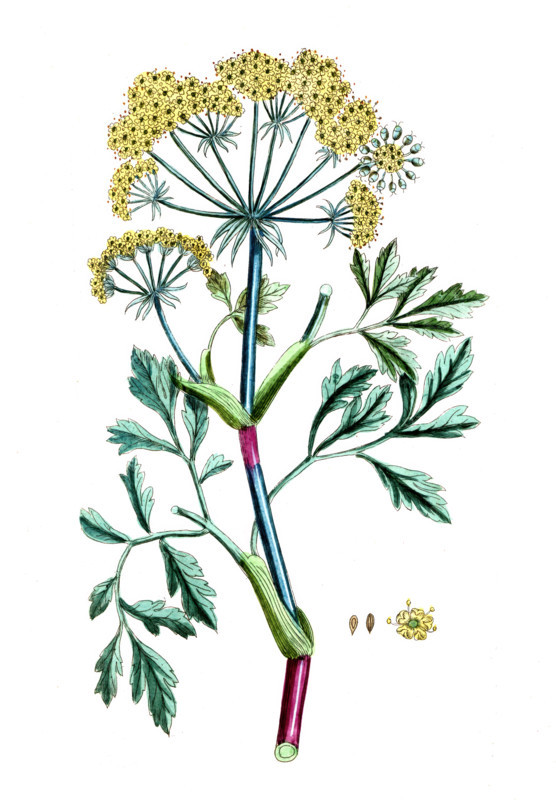 Bubon galbanum