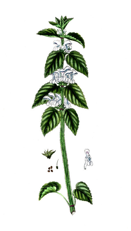 Lamium album