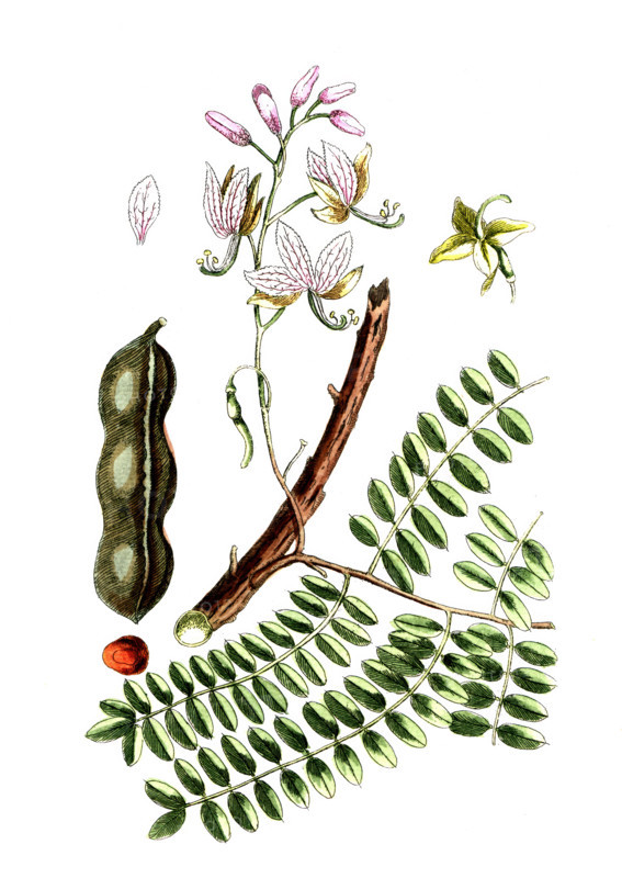 Tamarindus indica