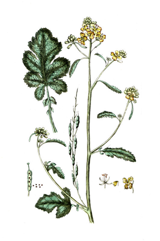Sinapis nigra