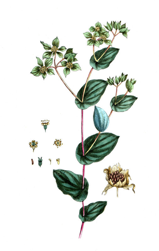 Bupleurum rotundifolium