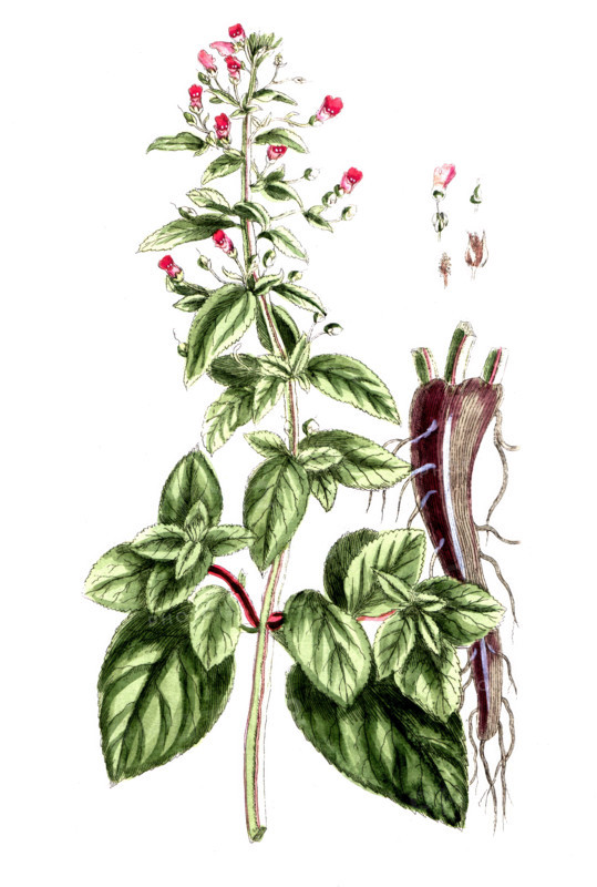 Scrophularia aquatica