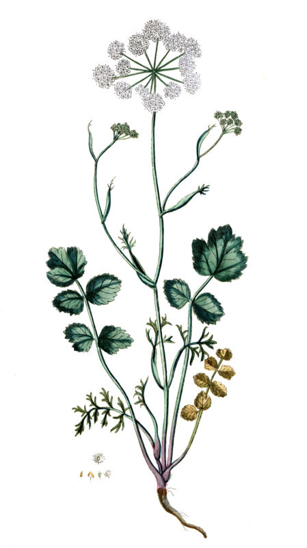 Parnassia palustris