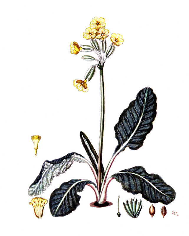 Primula veris