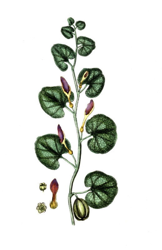 Aristotochia longa