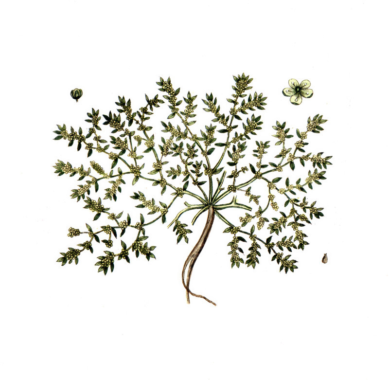 Herniaria glabra