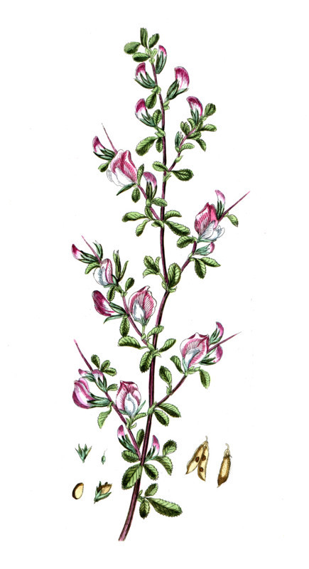 Herniaria glabra