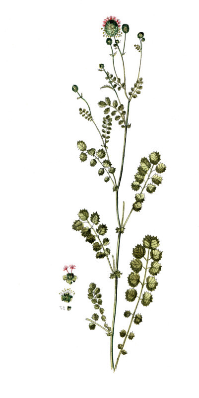 Poterium sanguisorba
