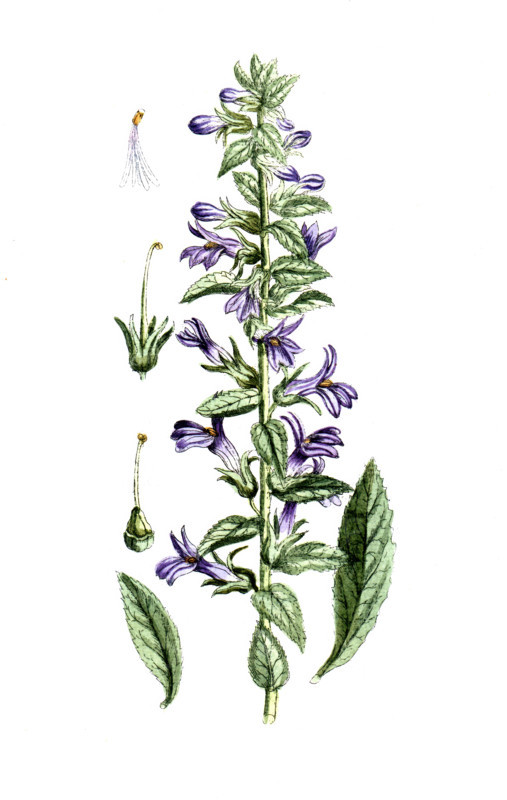 Lobelia siphilitica