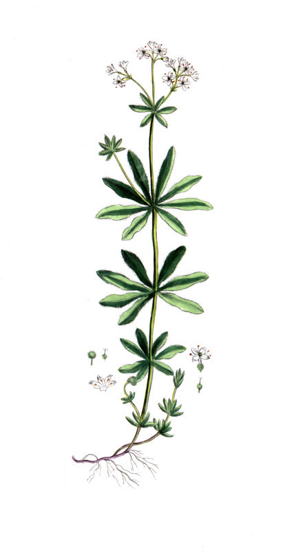 Asperula odorata