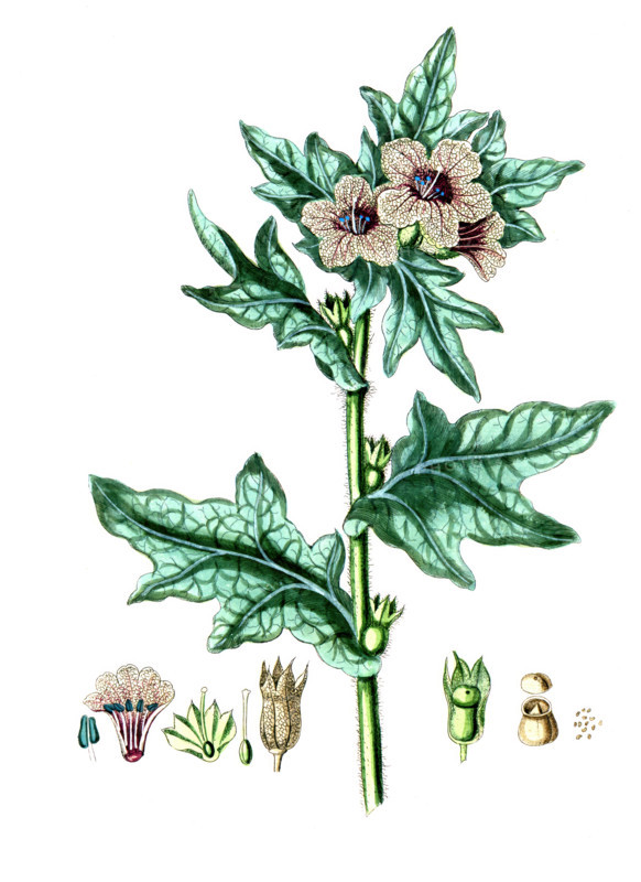 Hyoscyamus niger