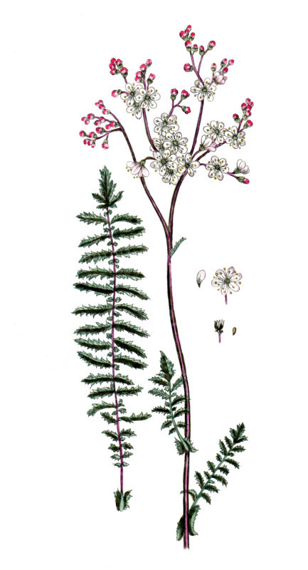 Spirea filipendula