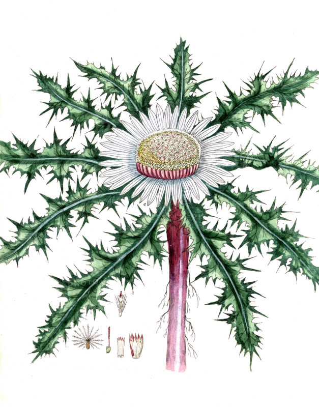 Carlina acaulis