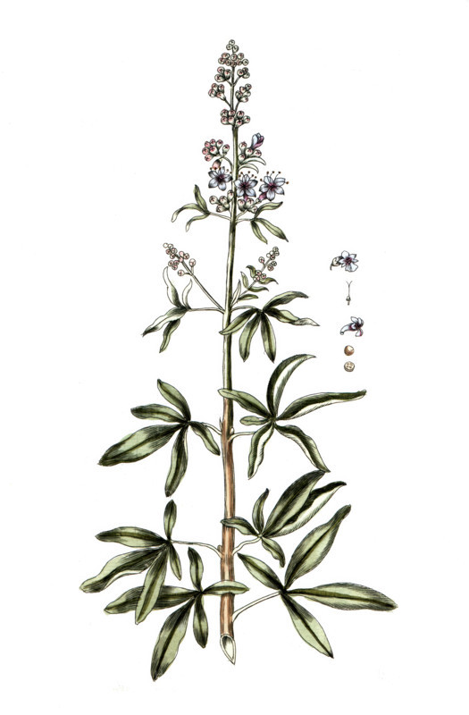 Vitex agnus castus