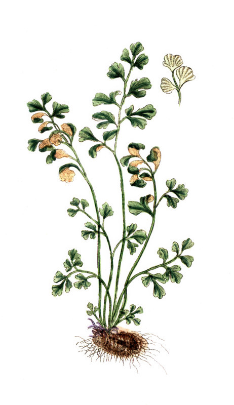 Asplenium ruta-muraria