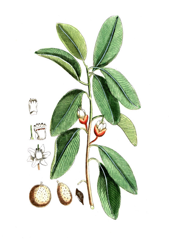 Achras sapota