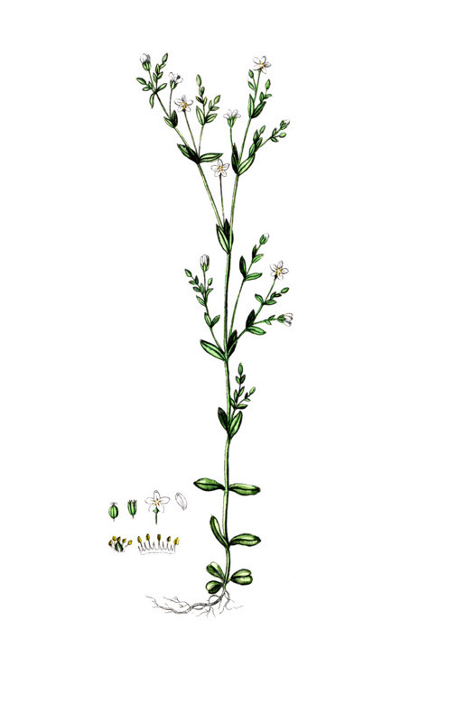 Linum catharticum