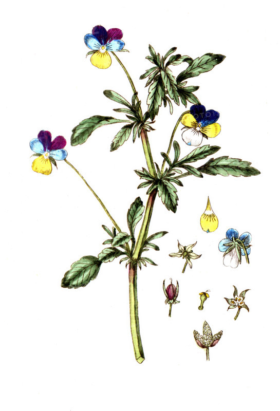 Viola tricolor