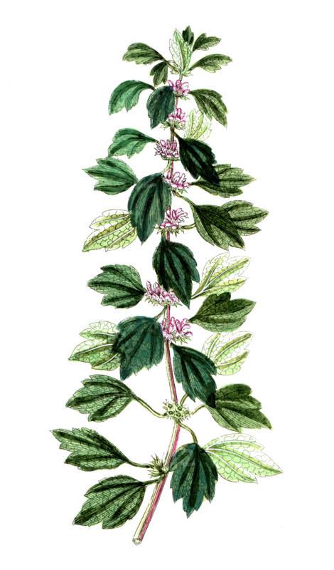 Leonurus cardiaca