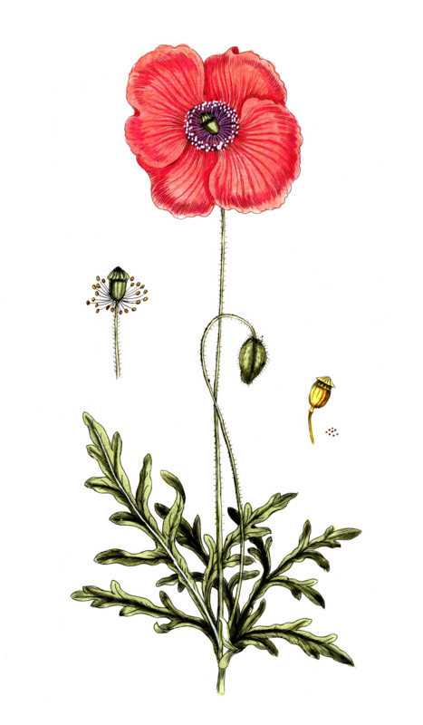 Papaver rhoeas