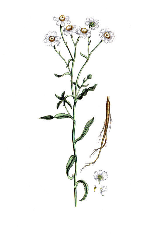 Achillea ptarmica