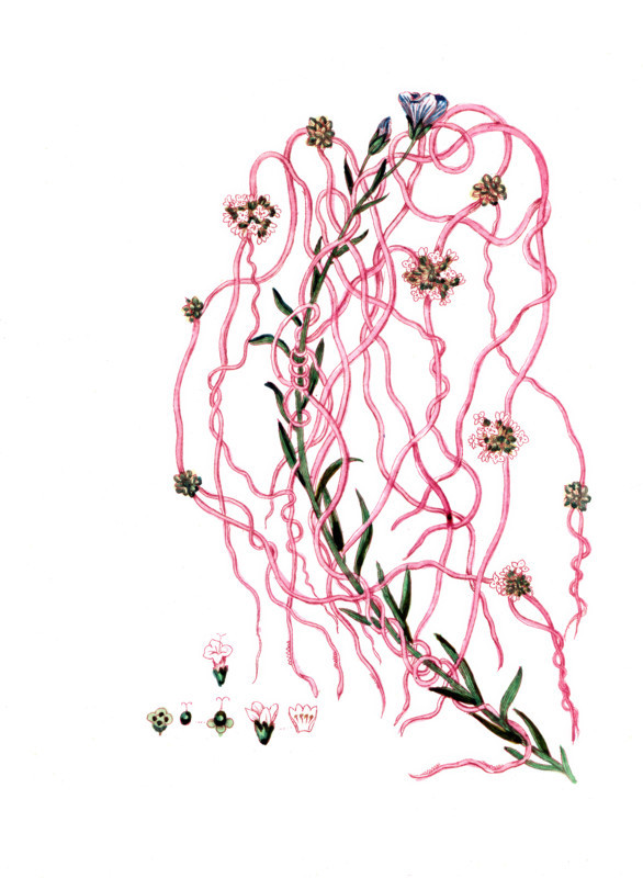 Cuscuta europaea