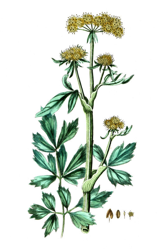 Ligusticum levisticum