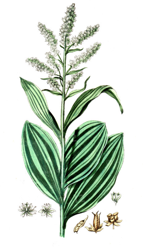 Veratrum album