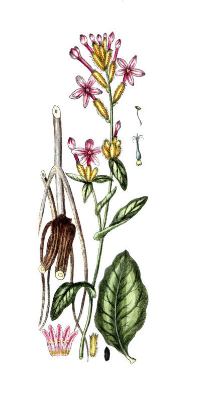 Plumbago europaea