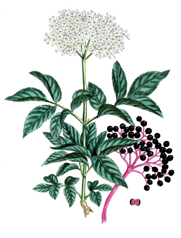 Spigelia anthelmia