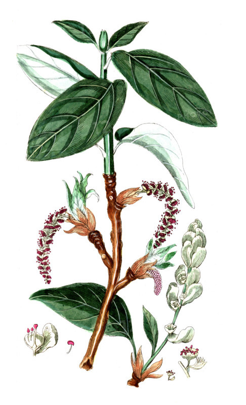 Populus balsamifera