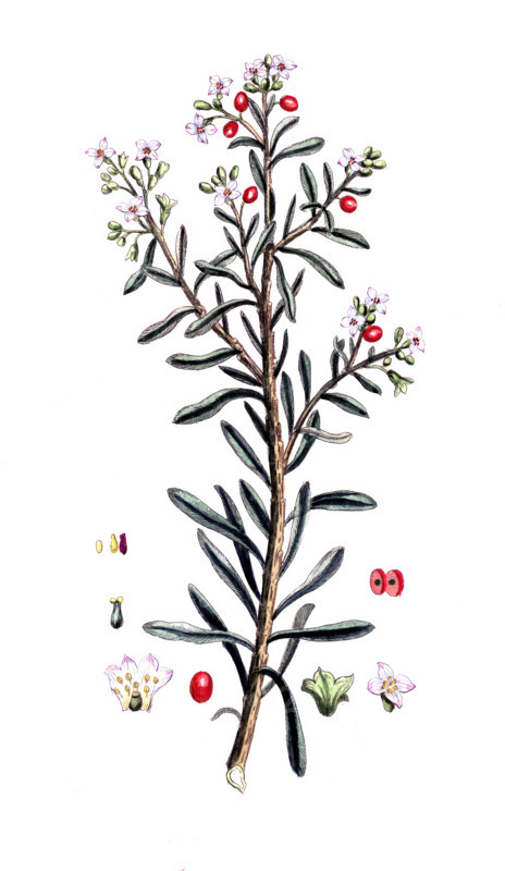 Daphne gnidium