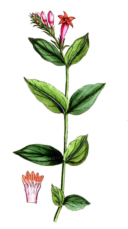 Spigelia marilandica
